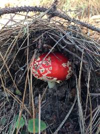 Amanita muscaria image