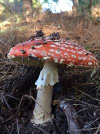 Amanita muscaria image
