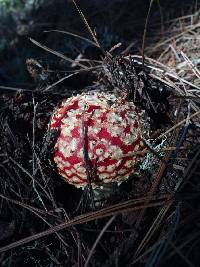 Amanita muscaria image