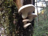 Pleurotus ostreatus image