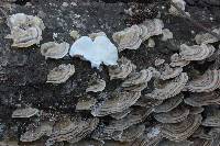 Trametes versicolor image