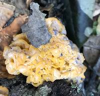 Tremella aurantia image