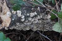 Trametes versicolor image