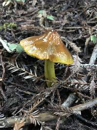 Hygrocybe singeri image