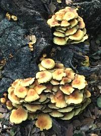 Hypholoma fasciculare image