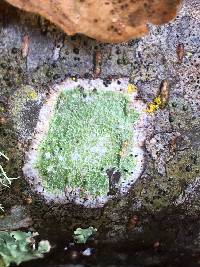 Pertusaria amara f. amara image