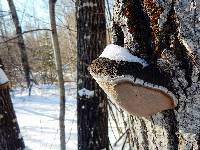 Phellinus tremulae image