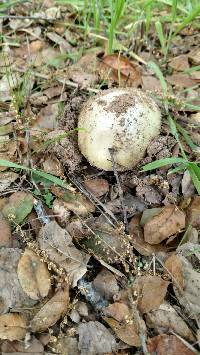 Amanita phalloides image