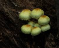 Hypholoma fasciculare image