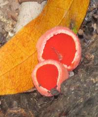 Sarcoscypha coccinea image