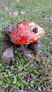 Amanita muscaria image