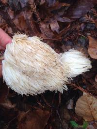 Hericium erinaceus image