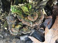 Trametes versicolor image