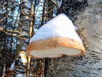 Fomitopsis betulina image