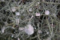 Usnea intermedia image