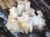 Hericium coralloides image