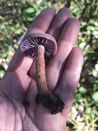 Laccaria amethysteo-occidentalis image