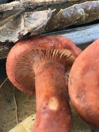 Lactarius rufulus image