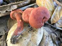 Lactarius rufulus image