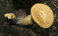 Polyporus squamosus image