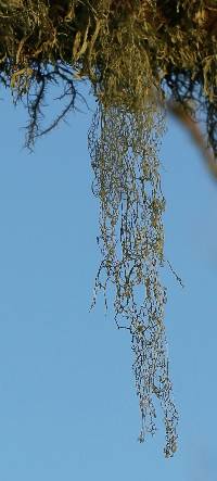 Ramalina menziesii image