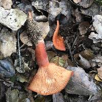 Lactarius rufulus image