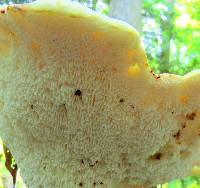 Polyporus squamosus image