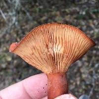 Lactarius rufulus image