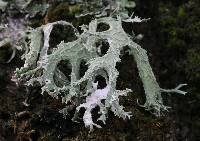 Evernia prunastri image