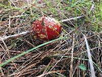 Amanita muscaria image