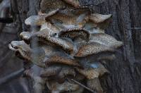 Pleurotus ostreatus image