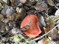 Lactarius rufulus image