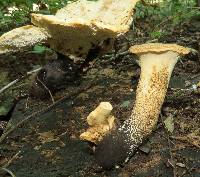 Polyporus squamosus image