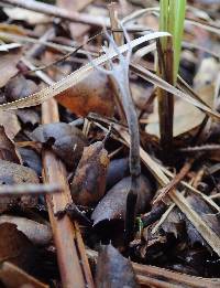 Xylaria hypoxylon image