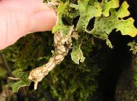 Lobaria pulmonaria image