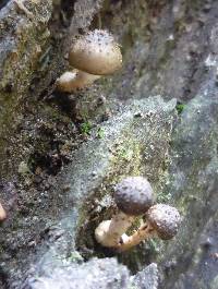 Armillaria limonea image