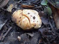 Cantharellus californicus image