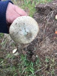 Lactarius deliciosus image