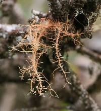 Usnea rubicunda image