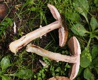 Agaricus subrutilescens image