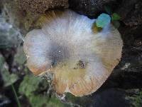 Armillaria limonea image