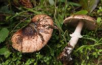 Agaricus subrutilescens image