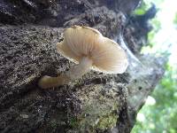 Armillaria limonea image