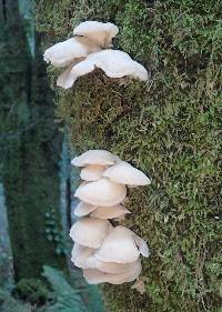 Pleurotus ostreatus image