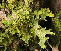 Lobaria pulmonaria image