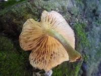 Armillaria limonea image