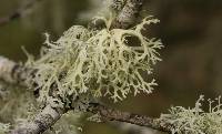 Evernia prunastri image