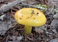 Hygrocybe chlorophana image