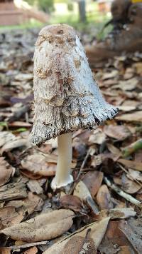 Coprinus comatus image