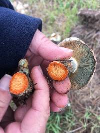 Lactarius deliciosus image